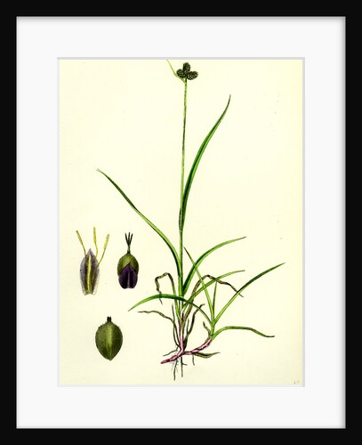 Carex Vahlii Close-Headed Alpine Sedge by Anonymous