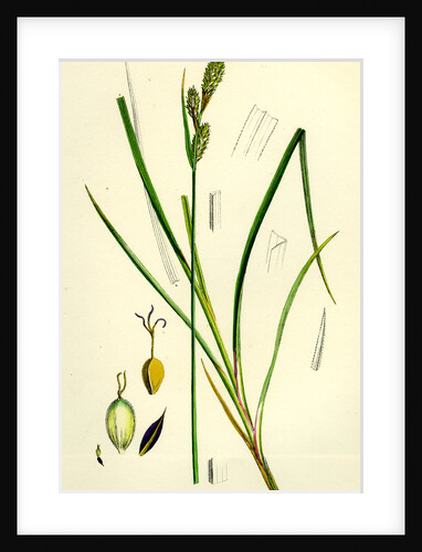 Carex Buxbaumii Hoary Sedge by Anonymous