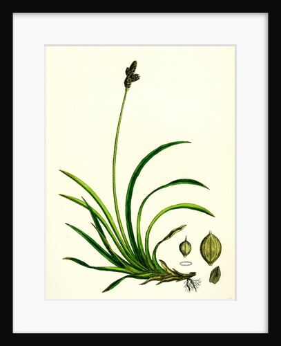 Carex Rigida Stiff Mountain Sedge by Anonymous