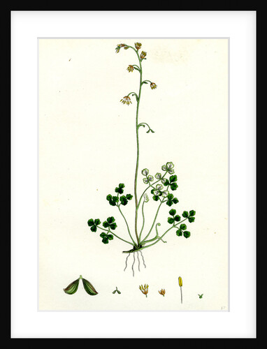 Thalictrum Alpinum Alpine Meadow Rue by Anonymous