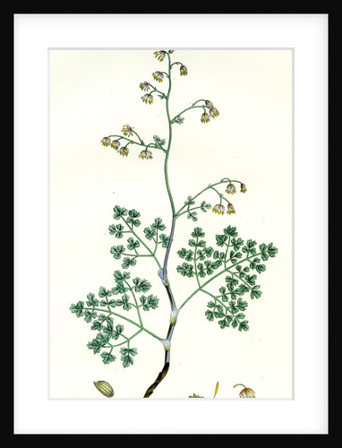 Botanical Print by Anonymous