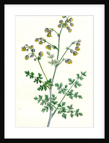 Thalictrum Minus Montanum Lesser Meadow Rue Var. B. by Anonymous