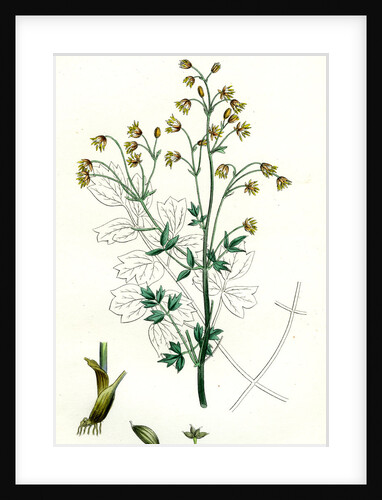 Thalictrum Flexuosum Zigzag Meadow Rue by Anonymous