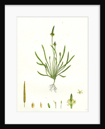 Myosurus Minimus Common Mouse-Tail by Anonymous