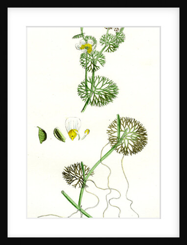 Ranunculus Circinatus Rigid-Leaved Water-Crowfoot by Anonymous