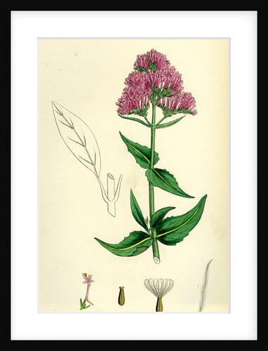 Centranthus Ruber Red Valerian by Anonymous