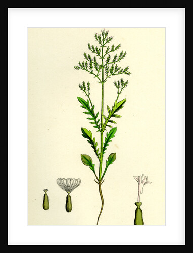 Centranthus Calcitrapa Cut-Leaved Valerian by Anonymous