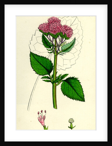 Valeriana Pyrenaica Heart-Leaved Valerian by Anonymous