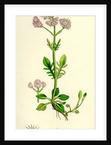 Valeriana Dioica Small Marsh Valerian by Anonymous