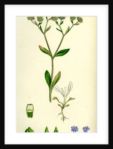 Valerianella Olitoria Common Lamb's-Lettuce by Anonymous