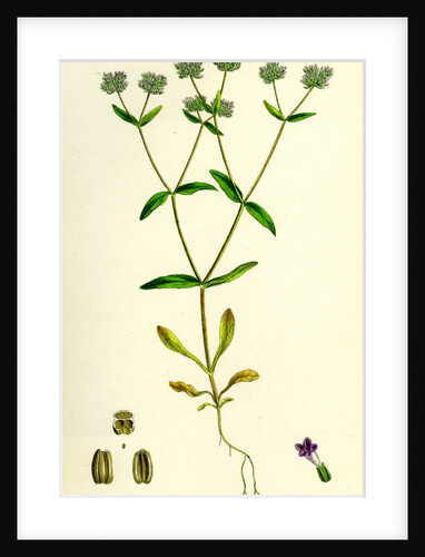 Valerianella Carinata Carinated Lamb's-Lettuce by Anonymous