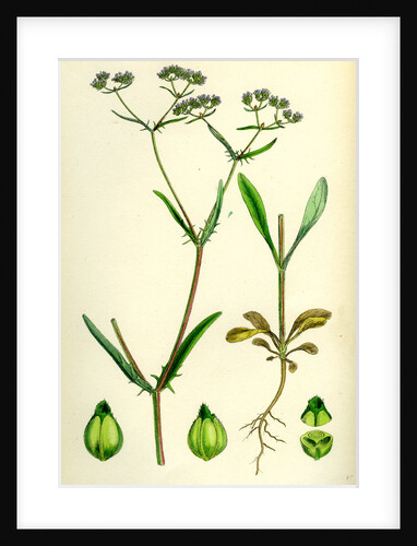 Valerianella Auricula Sharp-Fruited Lamb's-Lettuce by Anonymous