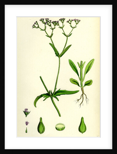 Valerianella Dentata Narrow-Fruited Lamb's-Lettuce by Anonymous