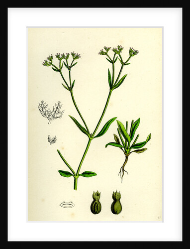 Valerianella Eriocarpa Hairy-Fruited Lamb's-Lettuce by Anonymous