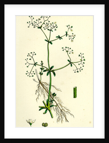 Galium Palustre Var. Elongatum Marsh Bedstraw Var. A. by Anonymous