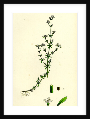 Galium Palustre Var. Witheringii Marsh Bedstraw Var. Y. by Anonymous