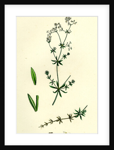 Galium Uliginosum Rough Marsh Bedstraw by Anonymous