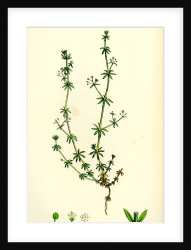 Galium Anglicum Wall Bedstraw by Anonymous