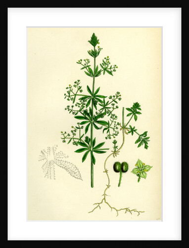 Galium Vailantii Hispid-Fruited Corn Bedstraw by Anonymous