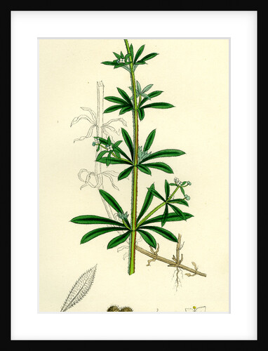 Galium Aparine Goosegrass by Anonymous