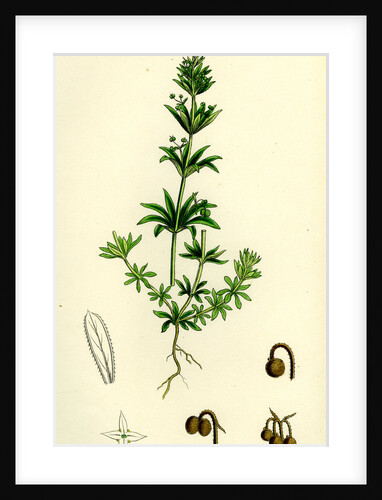 Galium Tricorne Rough Corn Bedstraw by Anonymous