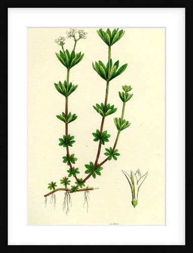 Asperula Odorata Sweet Woodruff by Anonymous