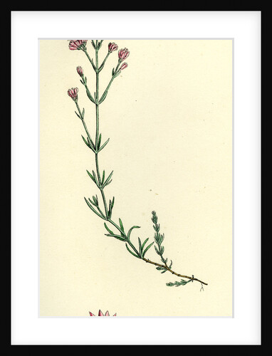 Asperula Cynanchica Squinancy-Wort by Anonymous