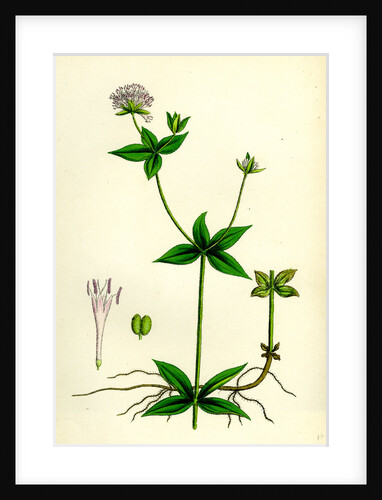 Asperula Taurina Four-Leaved Woodruff by Anonymous