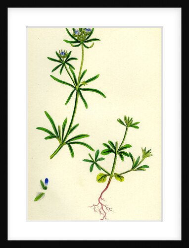 Asperula Arvensis Field Woodruff by Anonymous