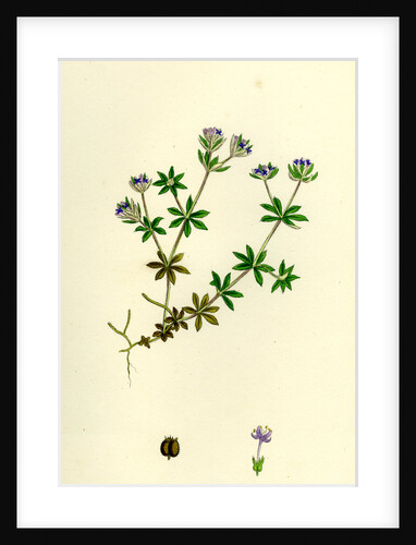 Sherardia Arvensis Blue Field Madder by Anonymous