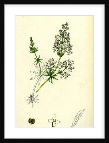 Galium Erectum Narrow-Leaved Great Bedstraw by Anonymous