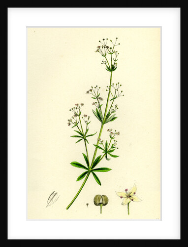 Galium Erectum Var. Aristatum Narrow-Leaved Great Bedstraw Var. Y. by Anonymous