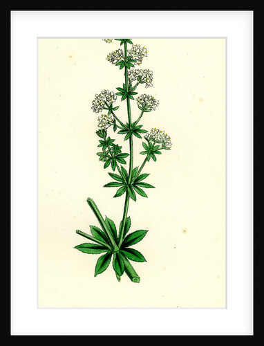 Galium Elatum Common Great Bedstraw by Anonymous