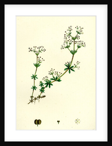 Galium Saxatile Heath Bedstraw by Anonymous