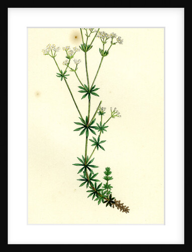 Galium Sylvestre Slender Bedstraw by Anonymous