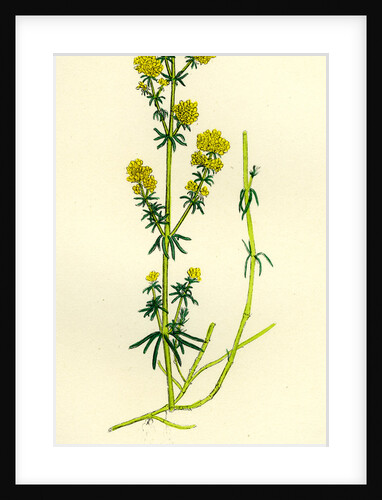 Galium Verum Yellow Bedstraw by Anonymous