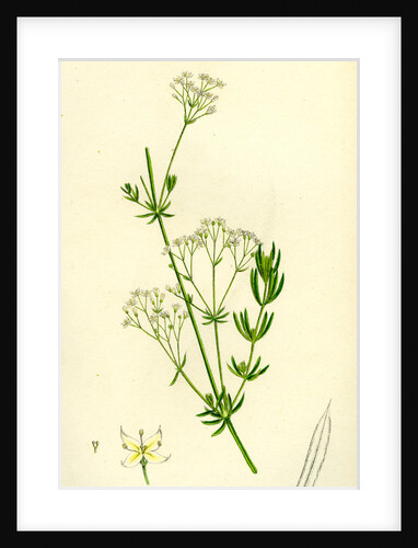Galium Diffusum Diffuse Bedstraw by Anonymous