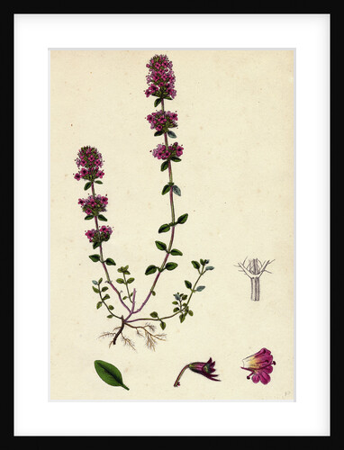 Thymus Chamaedrys Larger Wild Thyme by Anonymous
