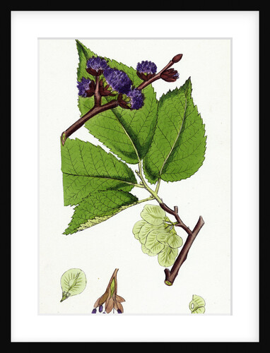 Ulmus Montana Broad-Leaved Elm by Anonymous