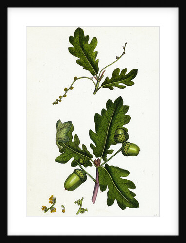 Quercus Pedunculata Common Oak by Anonymous