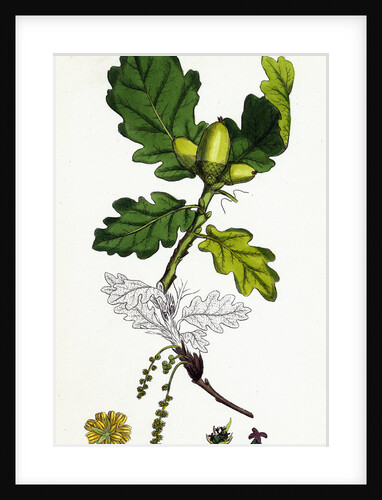 Quercus Sessiliflora Sessile-Fruited Oak by Anonymous
