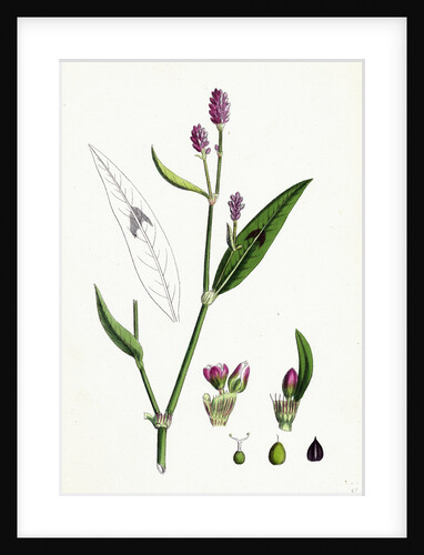 Polygonum Persicaria Var. Genuinum Spotted Persicaria Var. A. by Anonymous