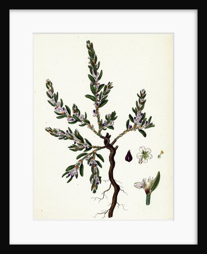 Polygonum Maritimum Sea Knot-Grass by Anonymous