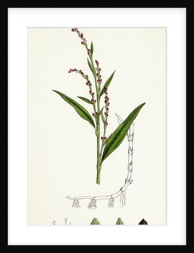 Polygonum Hydropiper Water Pepper by Anonymous