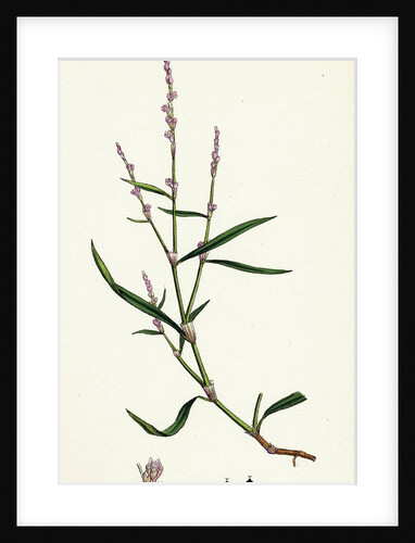 Polygonum Minus Small Persicaria by Anonymous