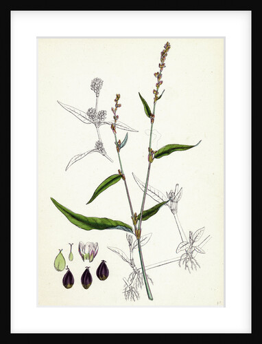 Polygonum Mite Lax-Flowered Persicaria by Anonymous