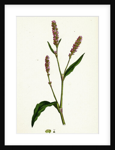 Polygonum Persicaria Var. Elatum Spotted Persicaria Var. B. by Anonymous