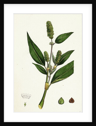 Polygonum Lapathifolium Var. Genuinum Glandular Persicaria Var. A. by Anonymous