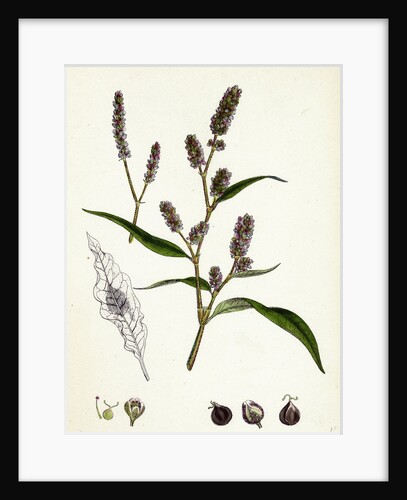 Polygonum Lapathifolium Var. Nodosum Glandular Persicaria Var. B. by Anonymous