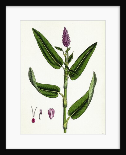 Polygonum Amphibium Terrestre Amphibious Bistort Terrestial Form by Anonymous